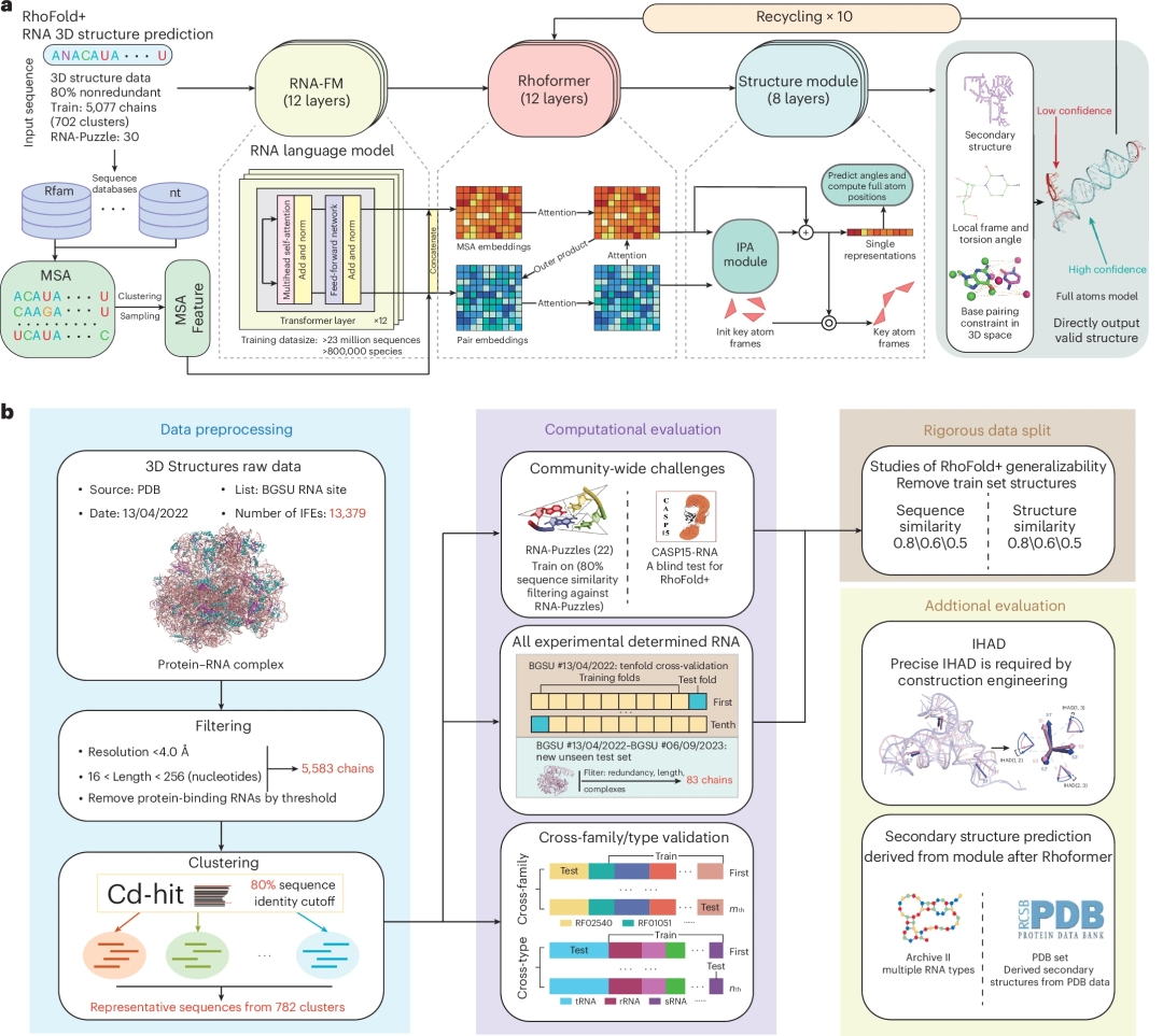 准确、快速地从头预测rna 3d结构,港中大、复旦等深度学习方法rhofold 登nature子刊